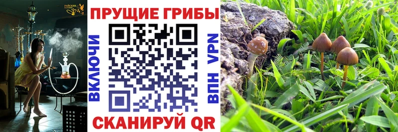 Псилоцибиновые грибы Psilocybe  Купить  Валуйки 